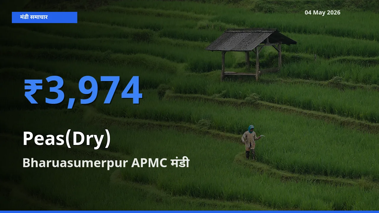टॉप मंडी बना Bharuasumerpur APMC! सूखी मटर के सबसे ऊँचे दाम यहीं दर्ज