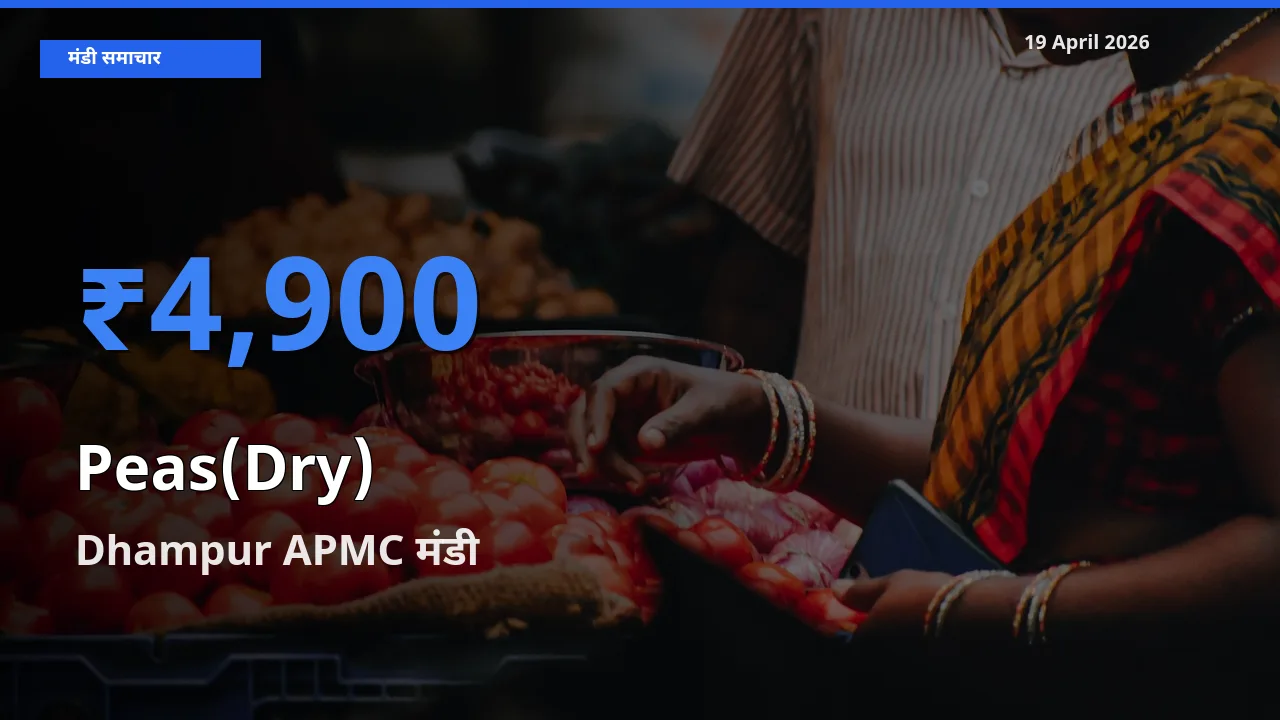 आज सूखी मटर के सबसे ऊँचे दाम ₹4,900 Dhampur APMC मंडी में