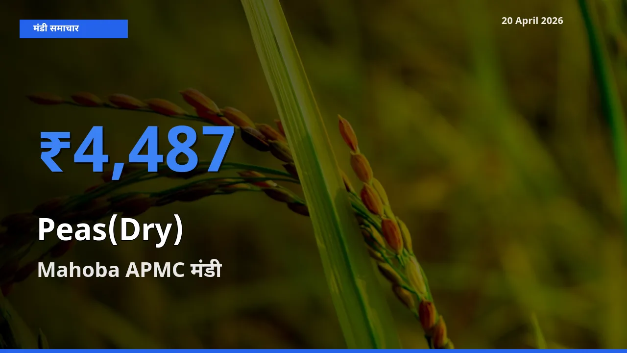 आज सूखी मटर के सबसे ज़्यादा दाम Mahoba APMC मंडी में दर्ज