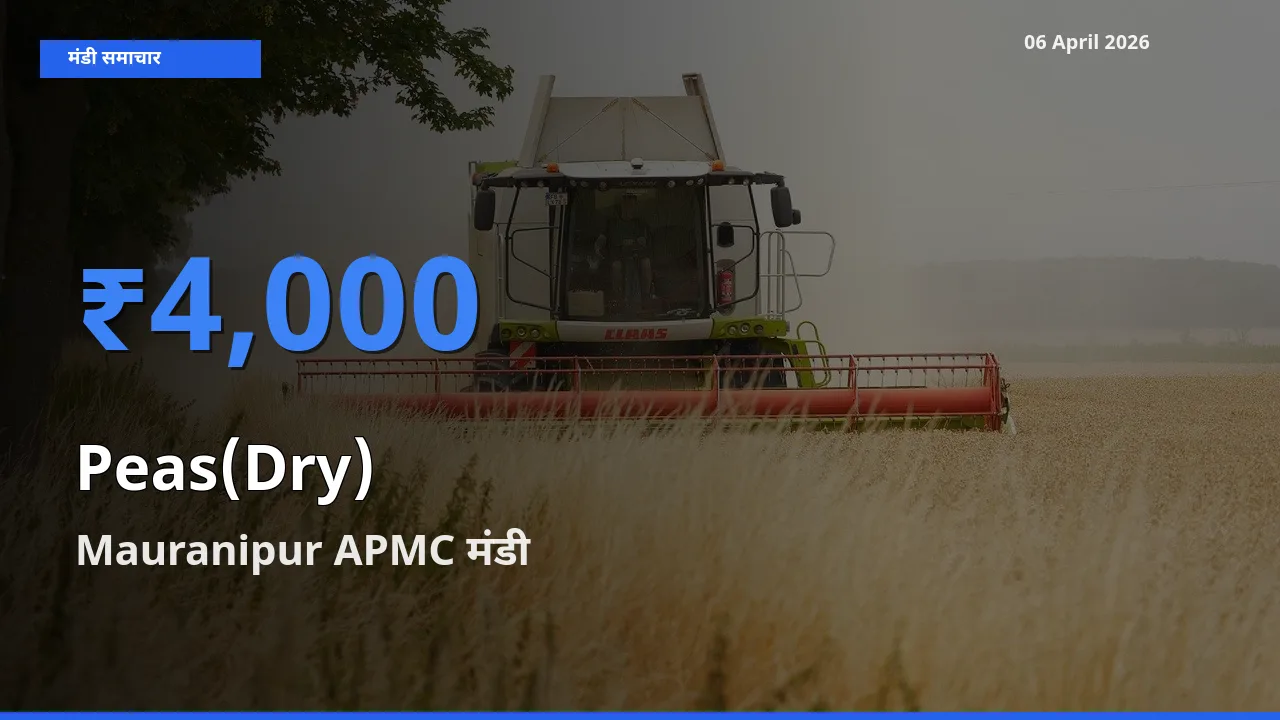 आज सूखी मटर के सबसे ऊँचे दाम ₹4,000 Mauranipur APMC मंडी में