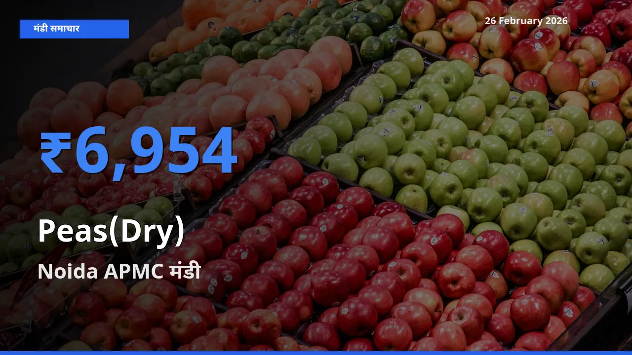26 February अपडेट: Peas(Dry) के सबसे ऊँचे दाम Noida APMC मंडी में