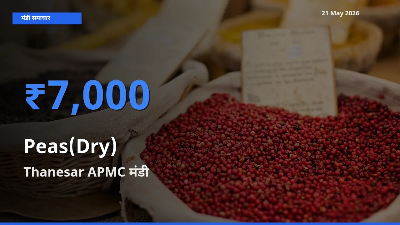 Thanesar APMC में सूखी मटर का आज सबसे ऊँचा भाव