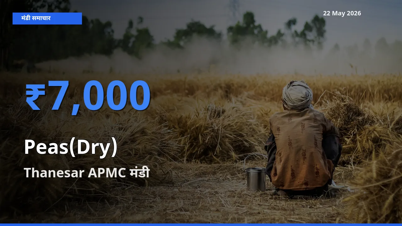किसानों की पसंद बना Thanesar APMC, सूखी मटर के सबसे अच्छे दाम