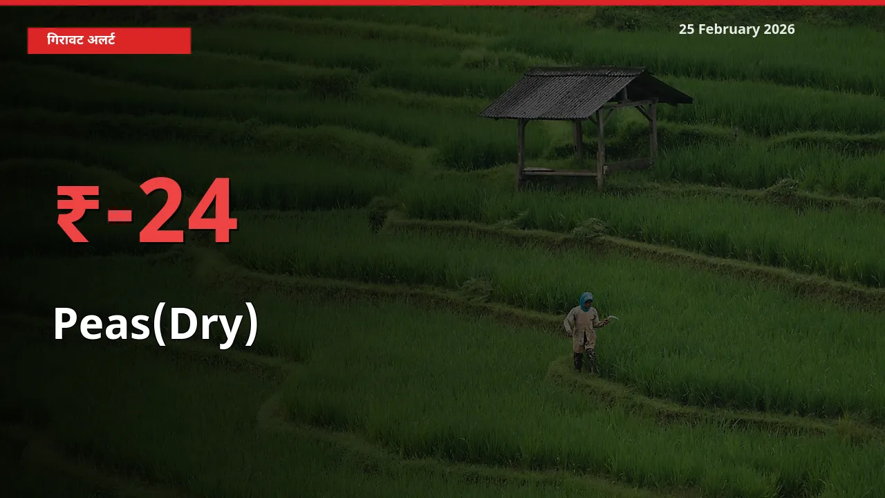 25 February अपडेट: Peas(Dry) के दाम मंडी में 23.93% गिरे