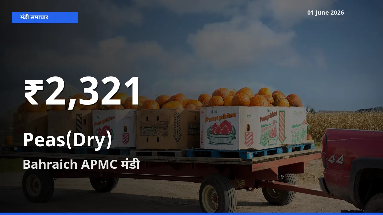 Bahraich APMC में सूखी मटर ₹2,321 पर गिरा – 30 दिन का न्यूनतम भाव