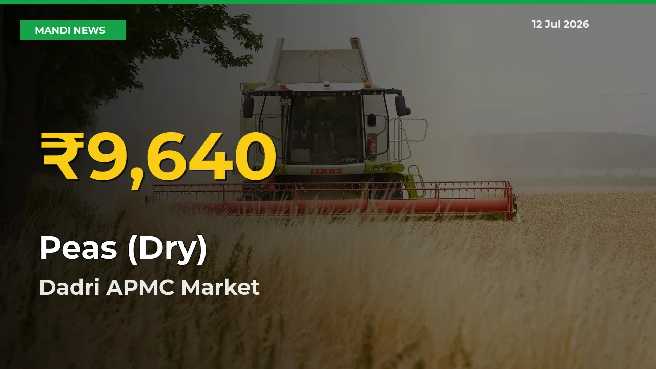 Farmers Benefit as Peas (Dry) Rate Touches New High in Dadri APMC