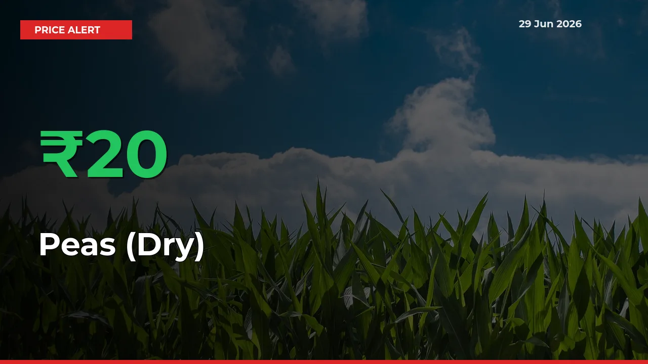 This Mandi Records 20.41% Jump in Peas (Dry) Prices