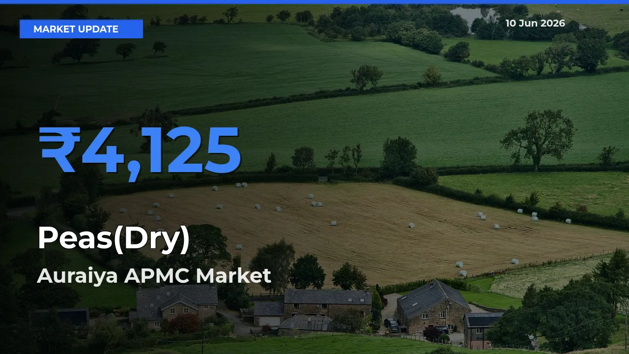 Auraiya APMC Records Highest ₹4,125 Rate for Peas(Dry)