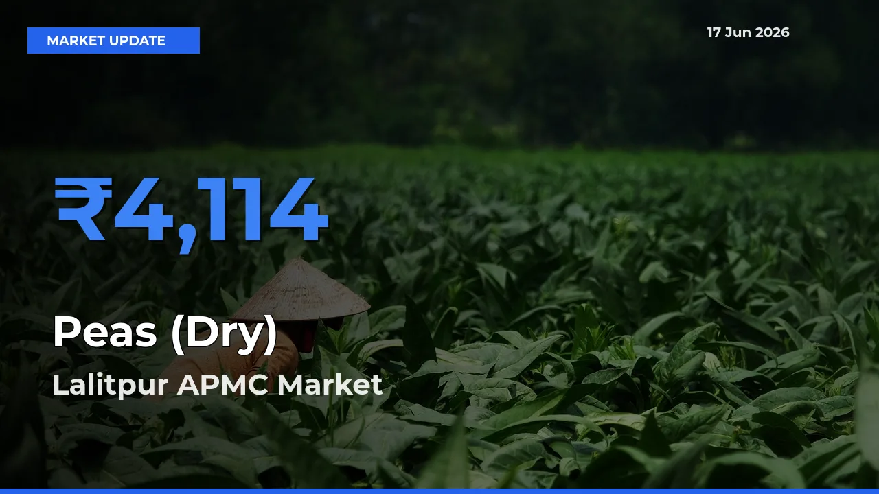 Lalitpur APMC Tops Peas (Dry) Mandi Rates Today