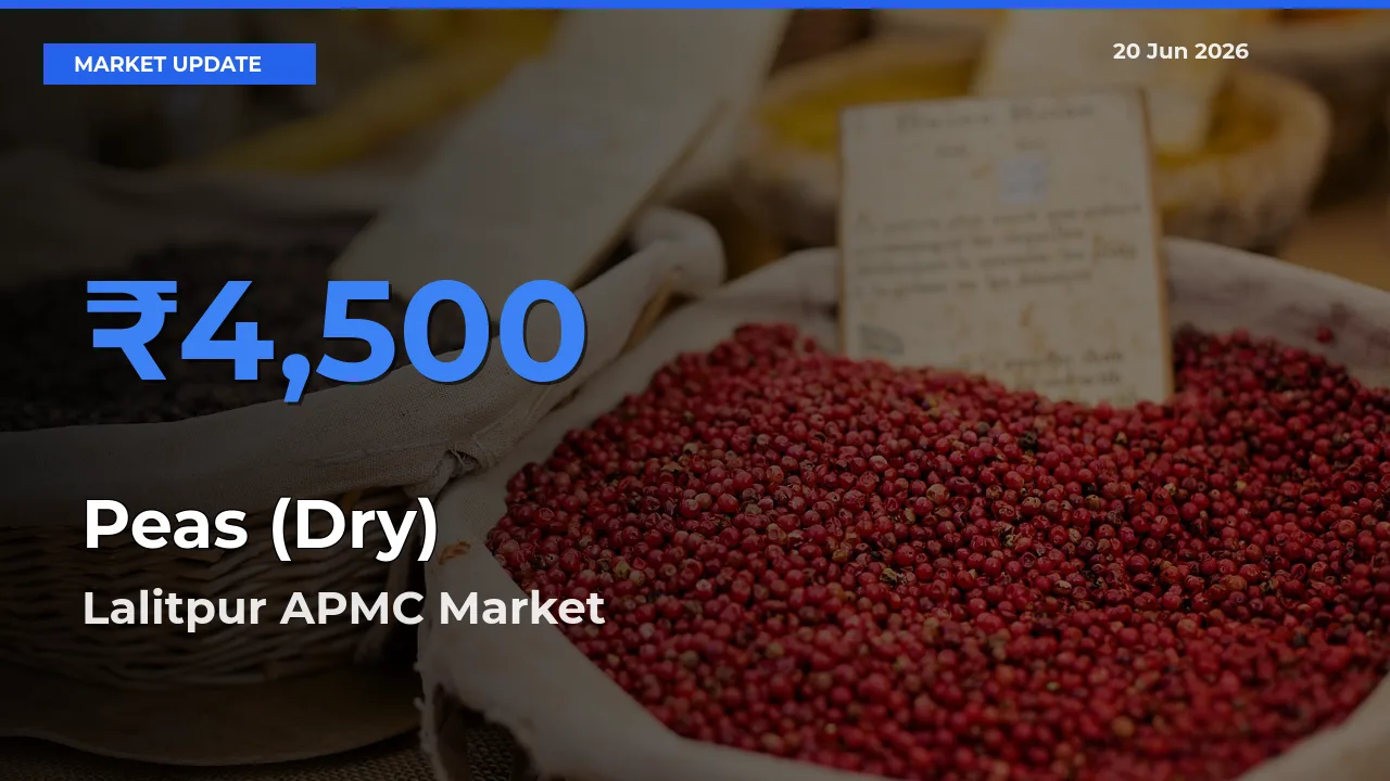 Market Watch: Lalitpur APMC Becomes Top Mandi for Peas (Dry)