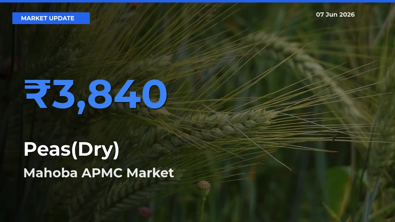 Mahoba APMC Emerges as Top Mandi for Peas(Dry) Prices Today