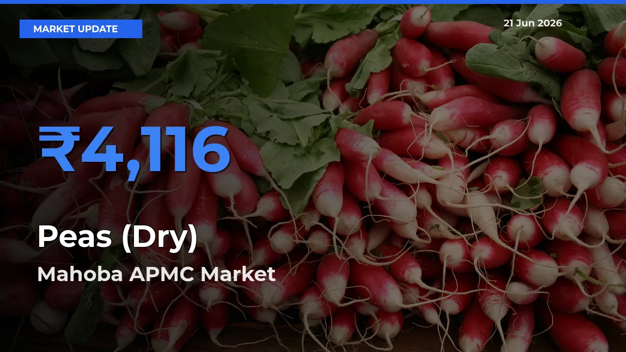 Farmers Prefer Mahoba APMC as Peas (Dry) Hits Highest Rate