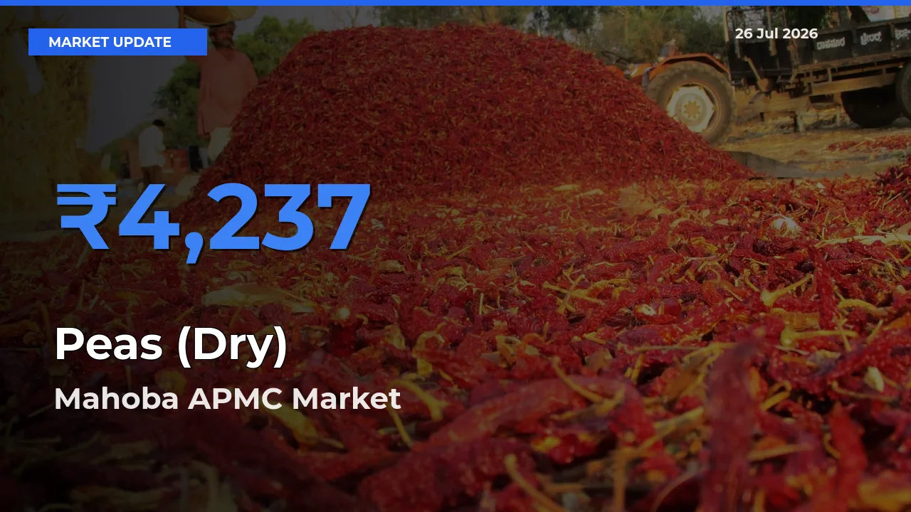 Top Performer! Mahoba APMC Offers Best Peas (Dry) Price Today