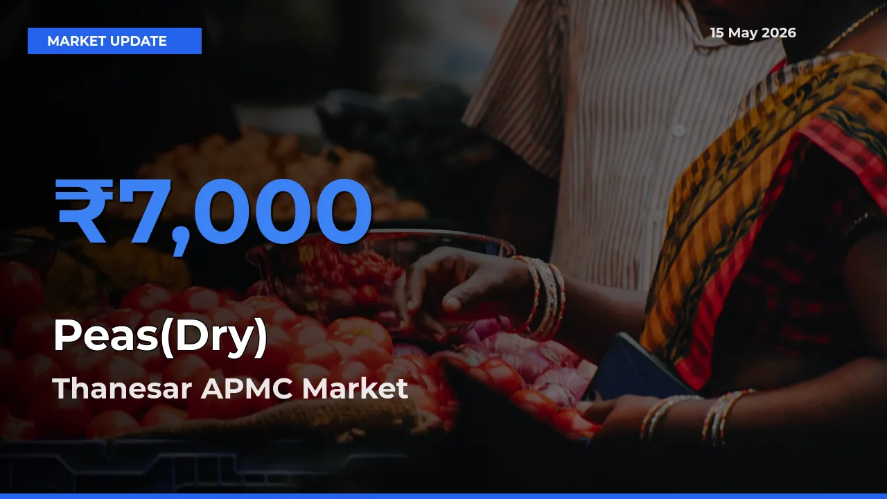 Thanesar APMC Leads as Top Mandi for Peas(Dry) Prices