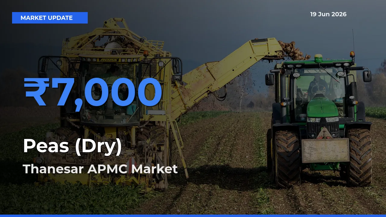 Farmers Prefer Thanesar APMC as Peas (Dry) Hits Highest Rate