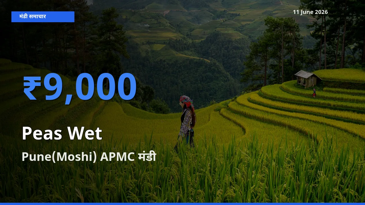किसानों की पसंद बना Pune(Moshi) APMC, हरी मटर के सबसे अच्छे दाम