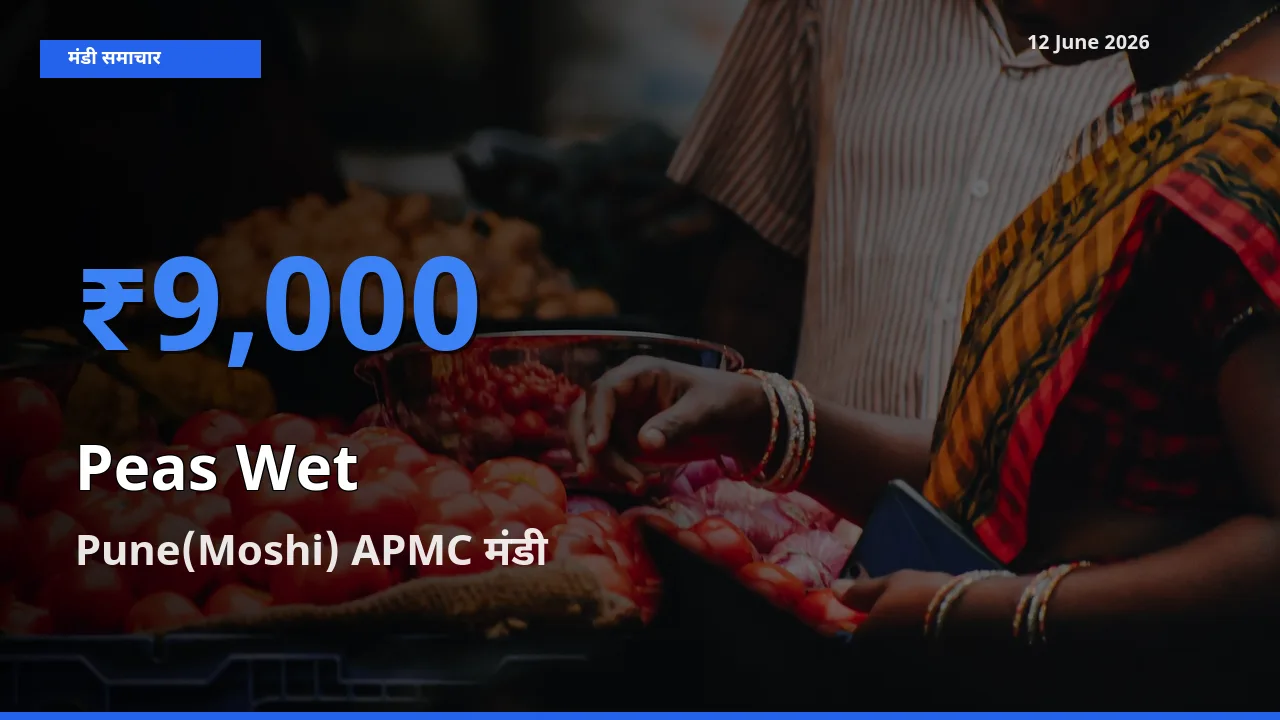 टॉप मंडी बना Pune(Moshi) APMC! हरी मटर के सबसे ऊँचे दाम यहीं दर्ज