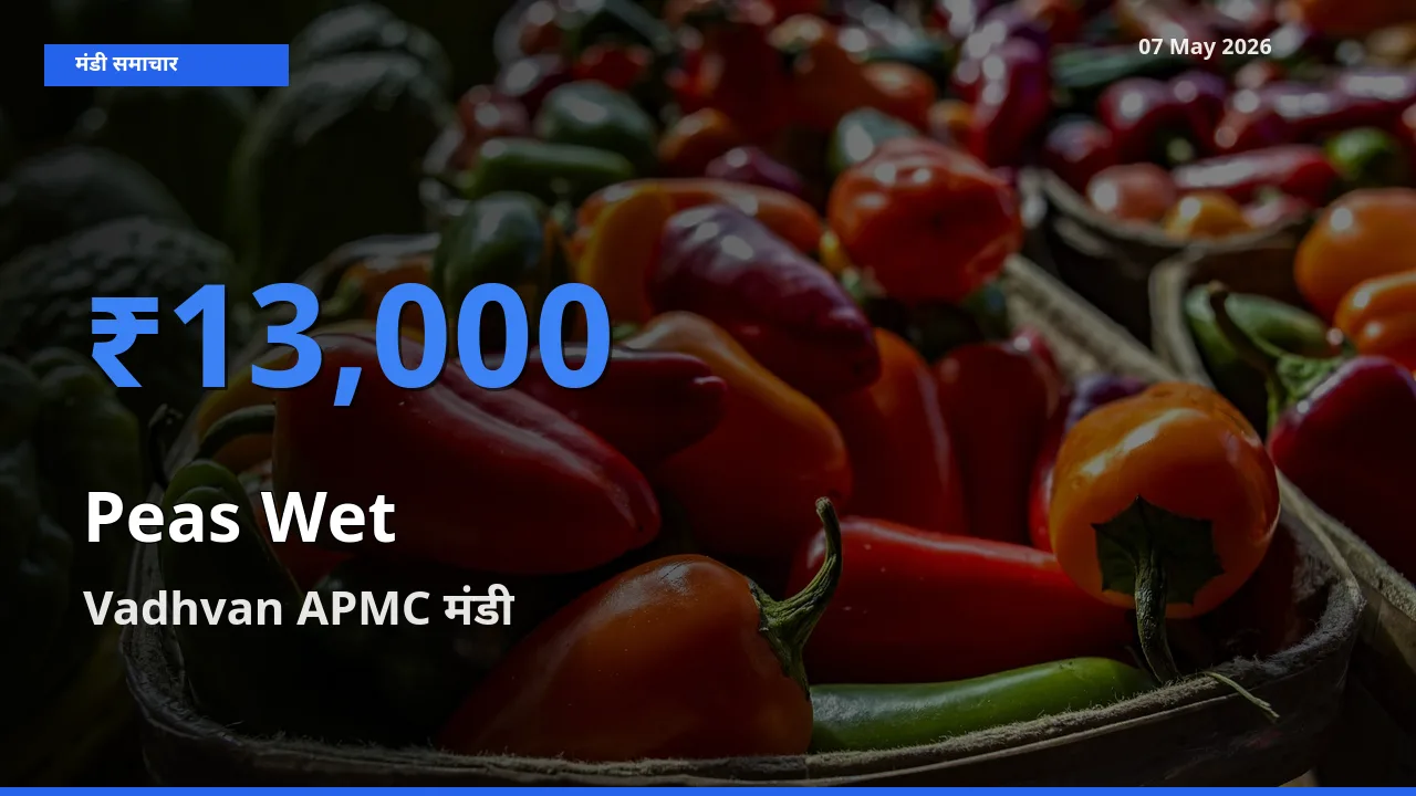 किसानों की पसंद बना Vadhvan APMC, हरी मटर के सबसे अच्छे दाम