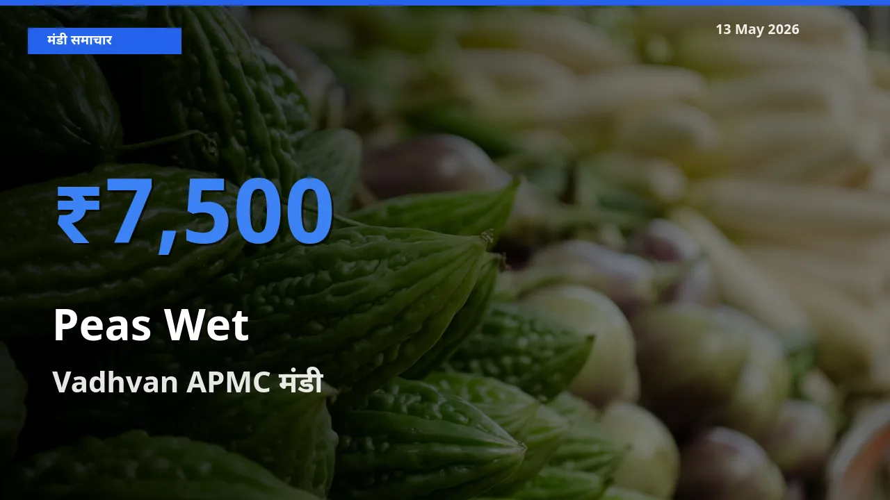 Vadhvan APMC मंडी में हरी मटर ₹7,500 पर पहुँचा – आज का सर्वोच्च भाव