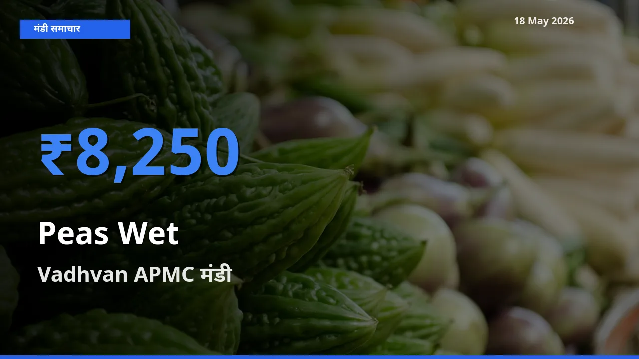 Vadhvan APMC मंडी में हरी मटर ₹8,250 पर पहुँचा – आज का सर्वोच्च भाव