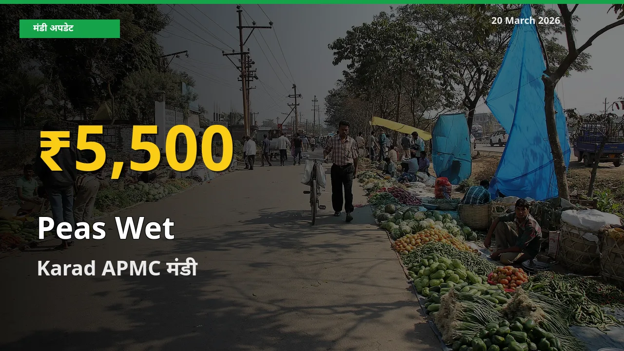 हरी मटर के दामों में रिकॉर्ड तेज़ी, Karad APMC