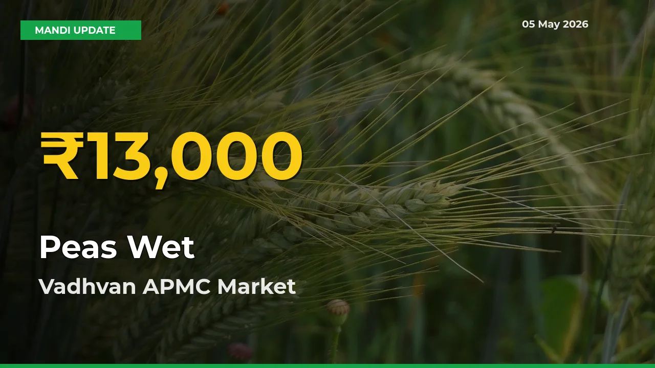 Peas Wet Price Hits New High in Vadhvan APMC Today – Check Latest Mandi Rates
