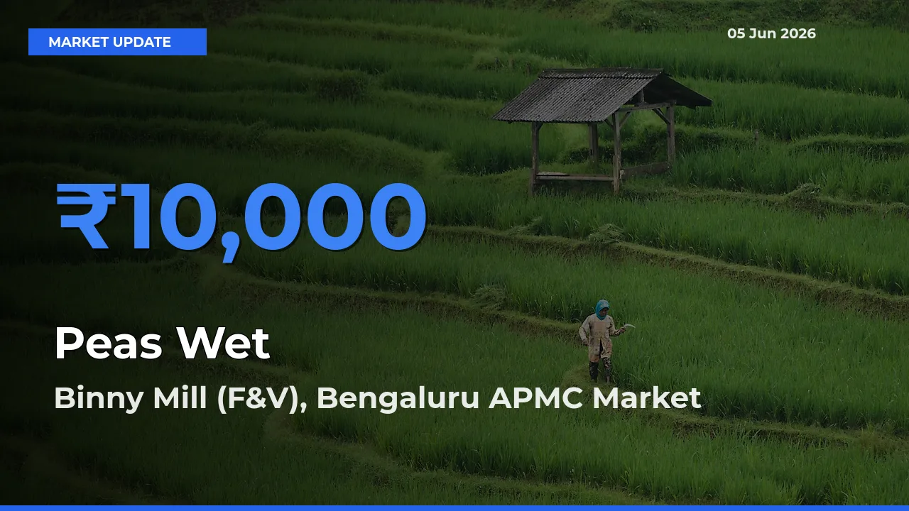 Binny Mill (F&V), Bengaluru APMC Emerges as Top Mandi for Peas Wet Prices Today
