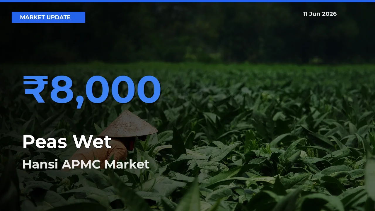 Farmers Prefer Hansi APMC as Peas Wet Hits Highest Rate