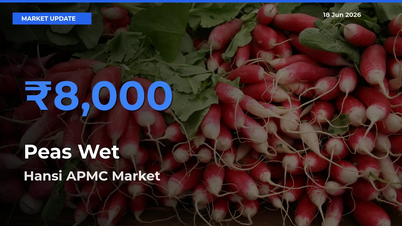 Hansi APMC Offers ₹8,000 – Highest Peas Wet Rate Today
