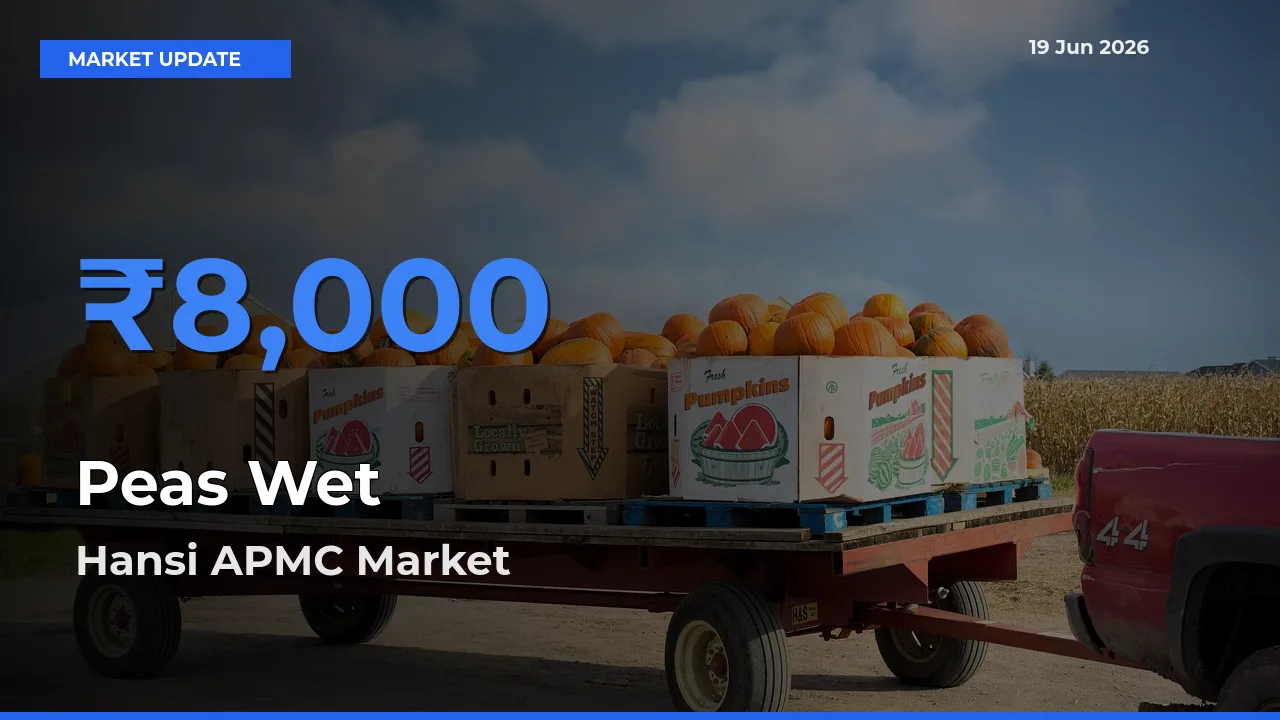 Hansi APMC Tops Peas Wet Rates – June 19 Market Update