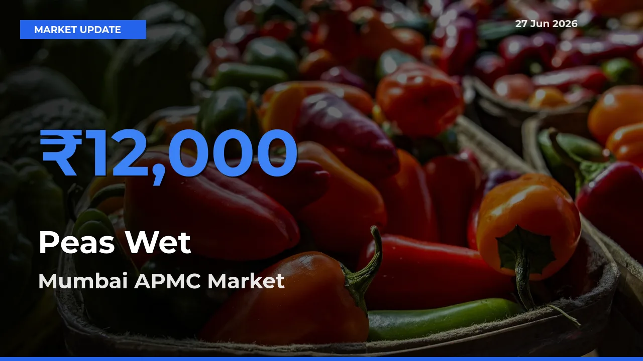 Top Performer! Mumbai APMC Offers Best Peas Wet Price Today