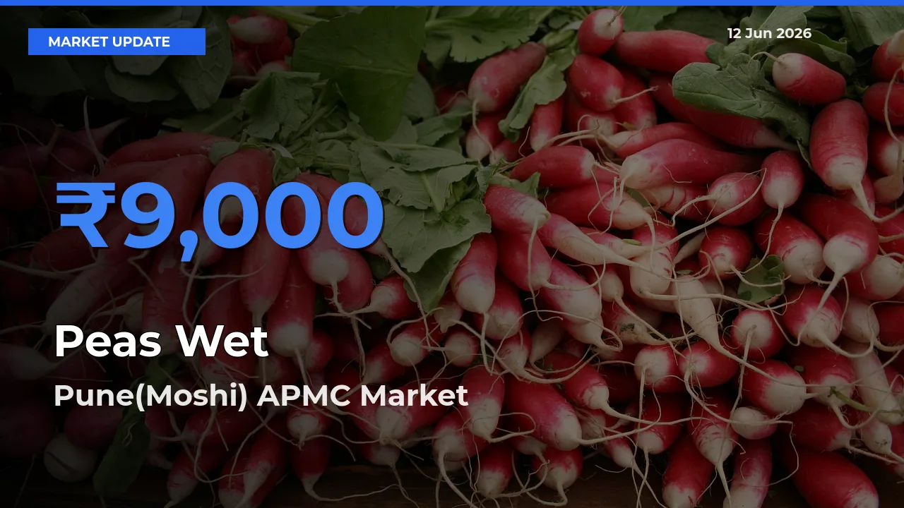 Top Performer! Pune(Moshi) APMC Offers Best Peas Wet Price Today