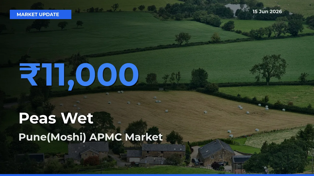 Pune(Moshi) APMC Tops Peas Wet Rates – June 15 Market Update