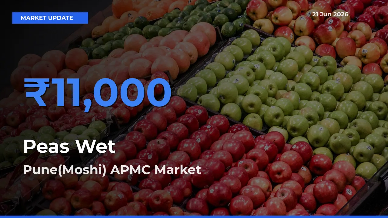 Top Performer! Pune(Moshi) APMC Offers Best Peas Wet Price Today
