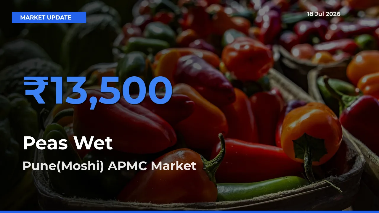 Pune(Moshi) APMC Emerges as Top Mandi for Peas Wet Prices Today