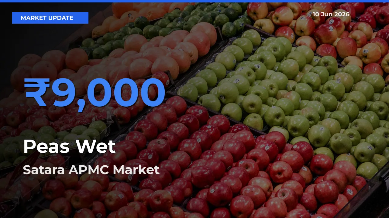 Satara APMC Emerges as Top Mandi for Peas Wet Prices Today