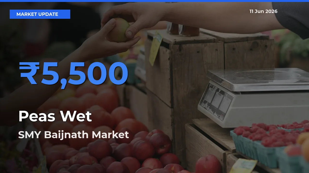 SMY Baijnath Emerges as Top Mandi for Peas Wet Prices Today