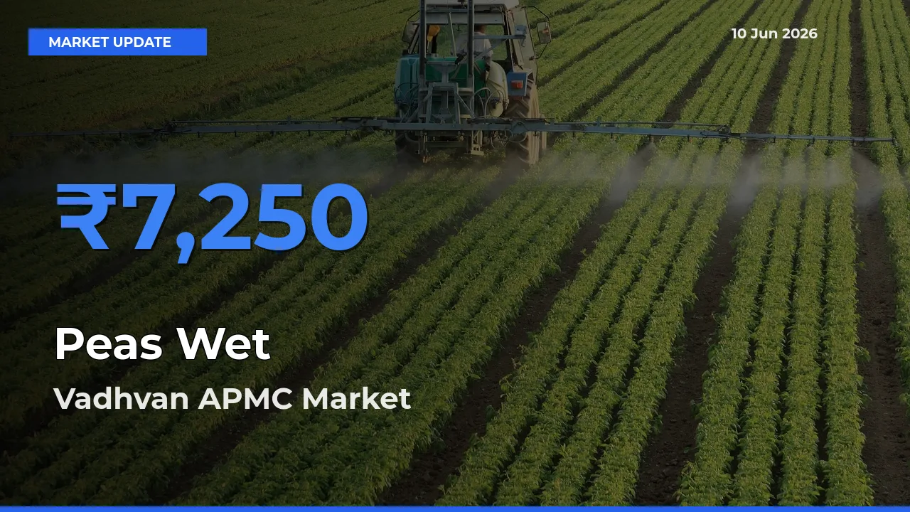 Vadhvan APMC Tops Peas Wet Mandi Rates Today