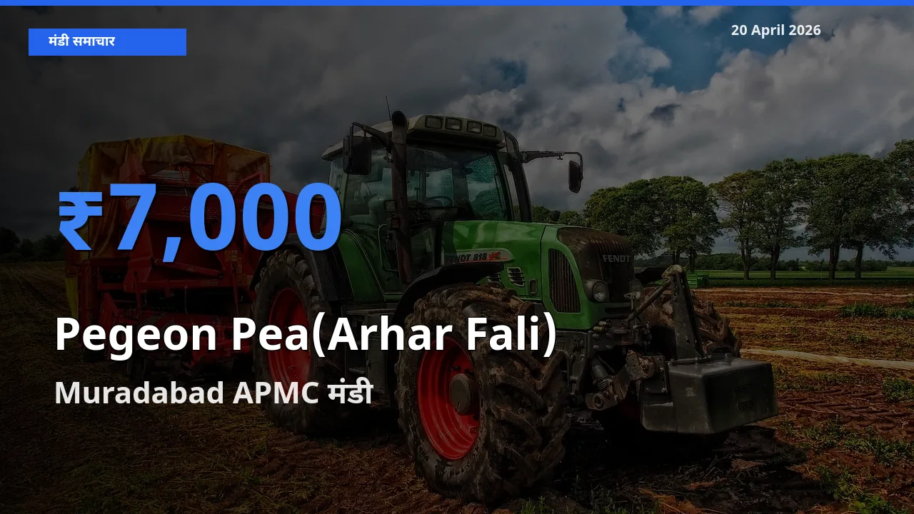 आज अरहर फली के सबसे ऊँचे दाम ₹7,000 Muradabad APMC मंडी में