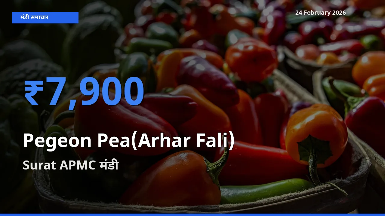 आज Pegeon Pea(Arhar Fali) के सबसे ज़्यादा दाम Surat APMC मंडी में दर्ज