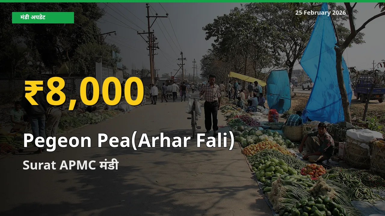 Pegeon Pea(Arhar Fali) के भावों में जबरदस्त उछाल, Surat APMC में नया उच्च स्तर