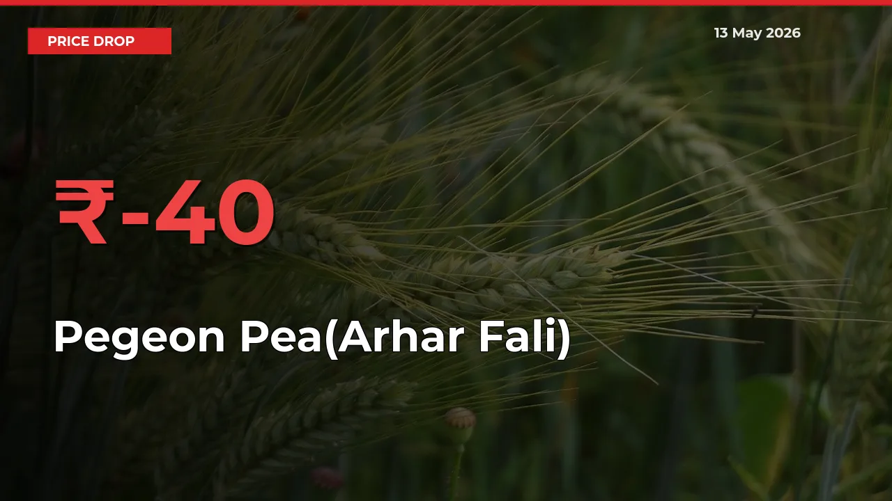 This Mandi Records 40.42% Fall in Pegeon Pea(Arhar Fali) Prices