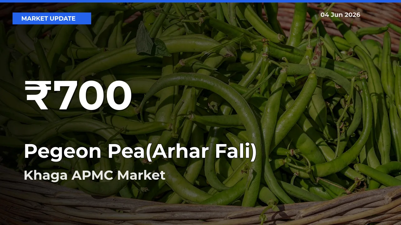 Sharp Fall! Pegeon Pea(Arhar Fali) Prices Drop to 30-Day Low in Khaga APMC