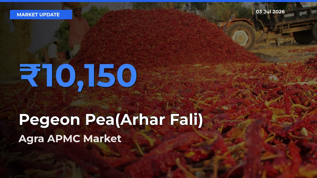 Agra APMC Records Highest ₹10,150 Rate for Pegeon Pea(Arhar Fali)