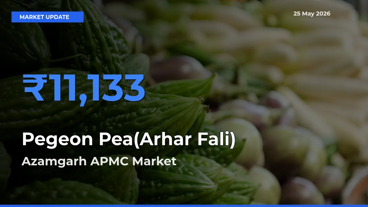 Market Watch: Azamgarh APMC Becomes Top Mandi for Pegeon Pea(Arhar Fali)