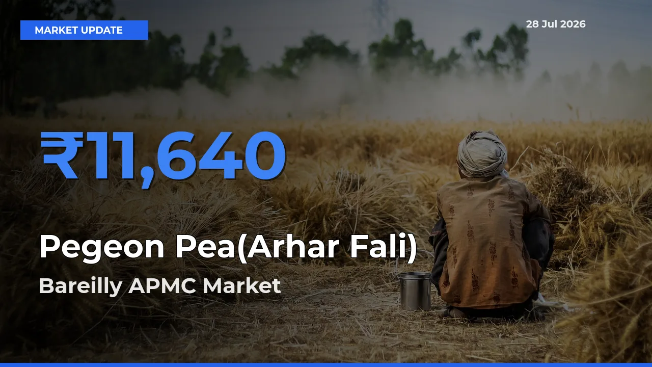 Bareilly APMC, Uttar Pradesh Tops Pegeon Pea(Arhar Fali) Rates – July 28 Market Update