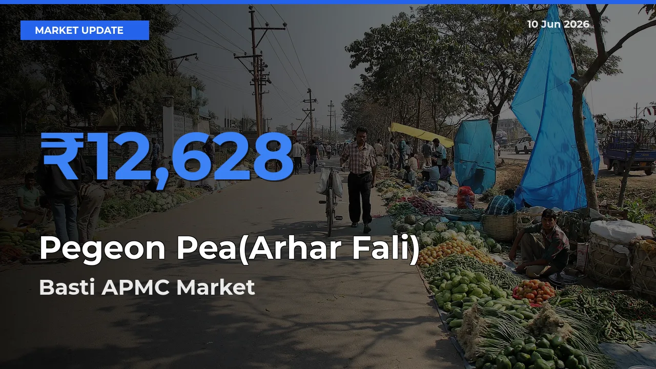 Basti APMC Leads as Top Mandi for Pegeon Pea(Arhar Fali) Prices