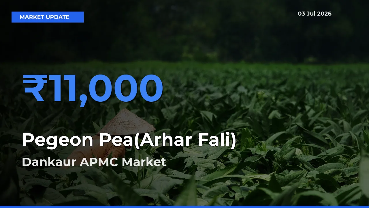 Pegeon Pea(Arhar Fali) Mandi Rate Today: Dankaur APMC Tops the List