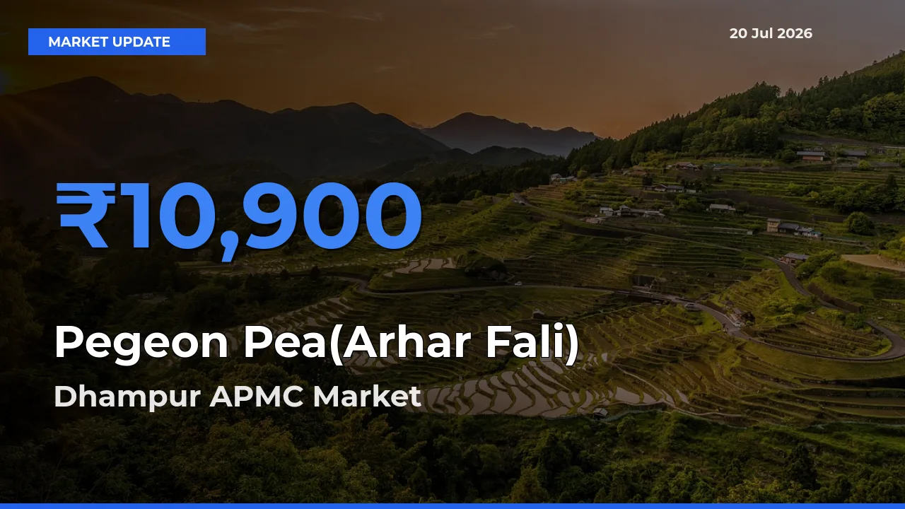 Market Watch: Dhampur APMC Becomes Top Mandi for Pegeon Pea(Arhar Fali)