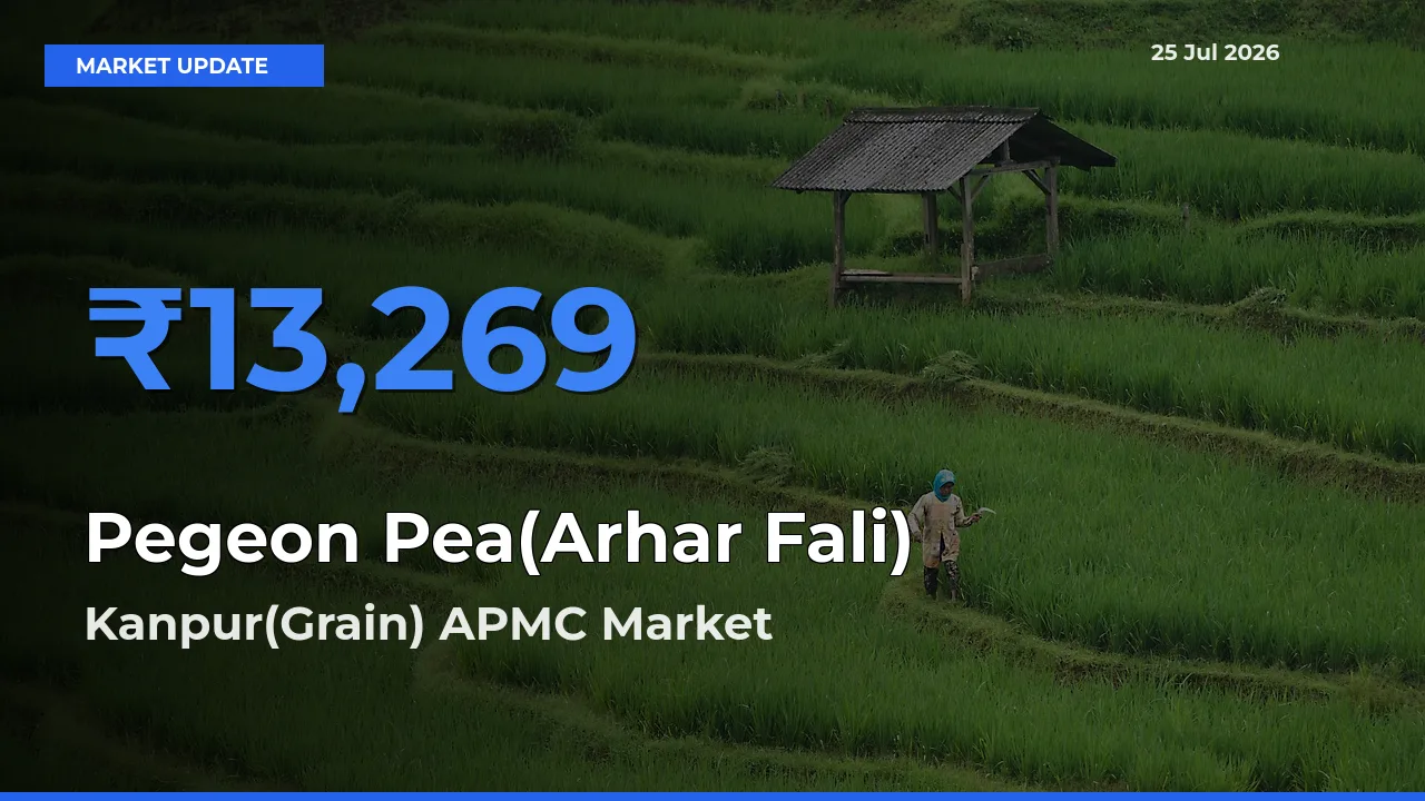Farmers Prefer Kanpur(Grain) APMC as Pegeon Pea(Arhar Fali) Hits Highest Rate